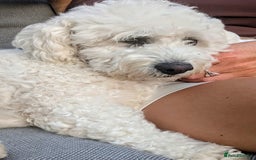 Cavachon dogs for sale: Cavachon Puppies - excellent example!  - Image 35