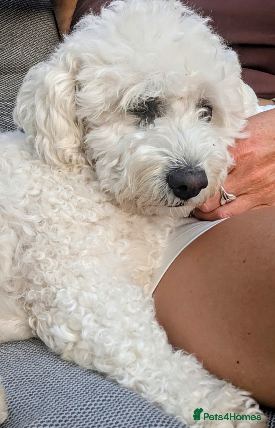 Cavachon dogs for sale: Cavachon Puppies - excellent example!  - Image 35