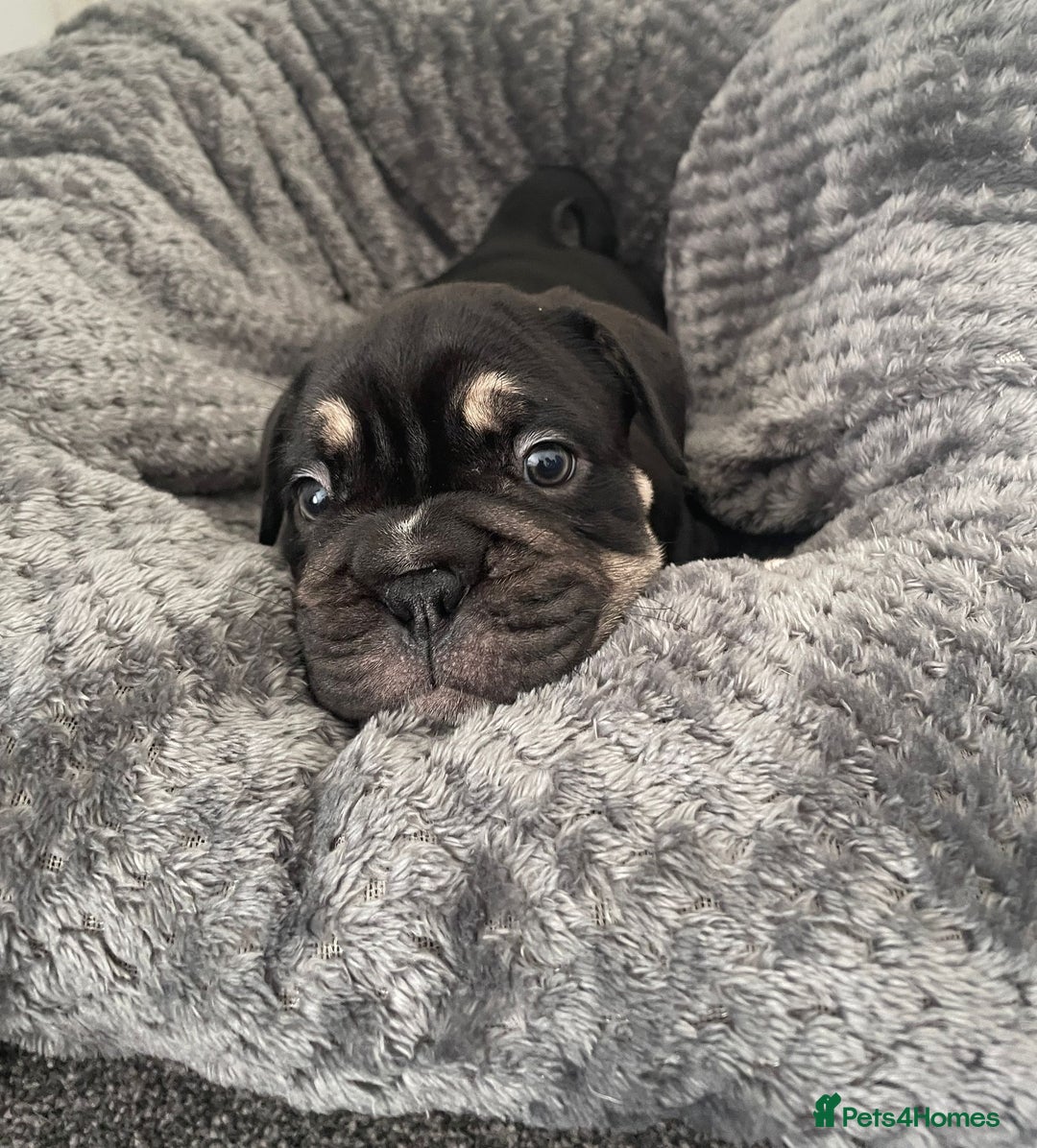 Mixed Breed dogs for sale: English bulldog French bulldog mix  - Image 12