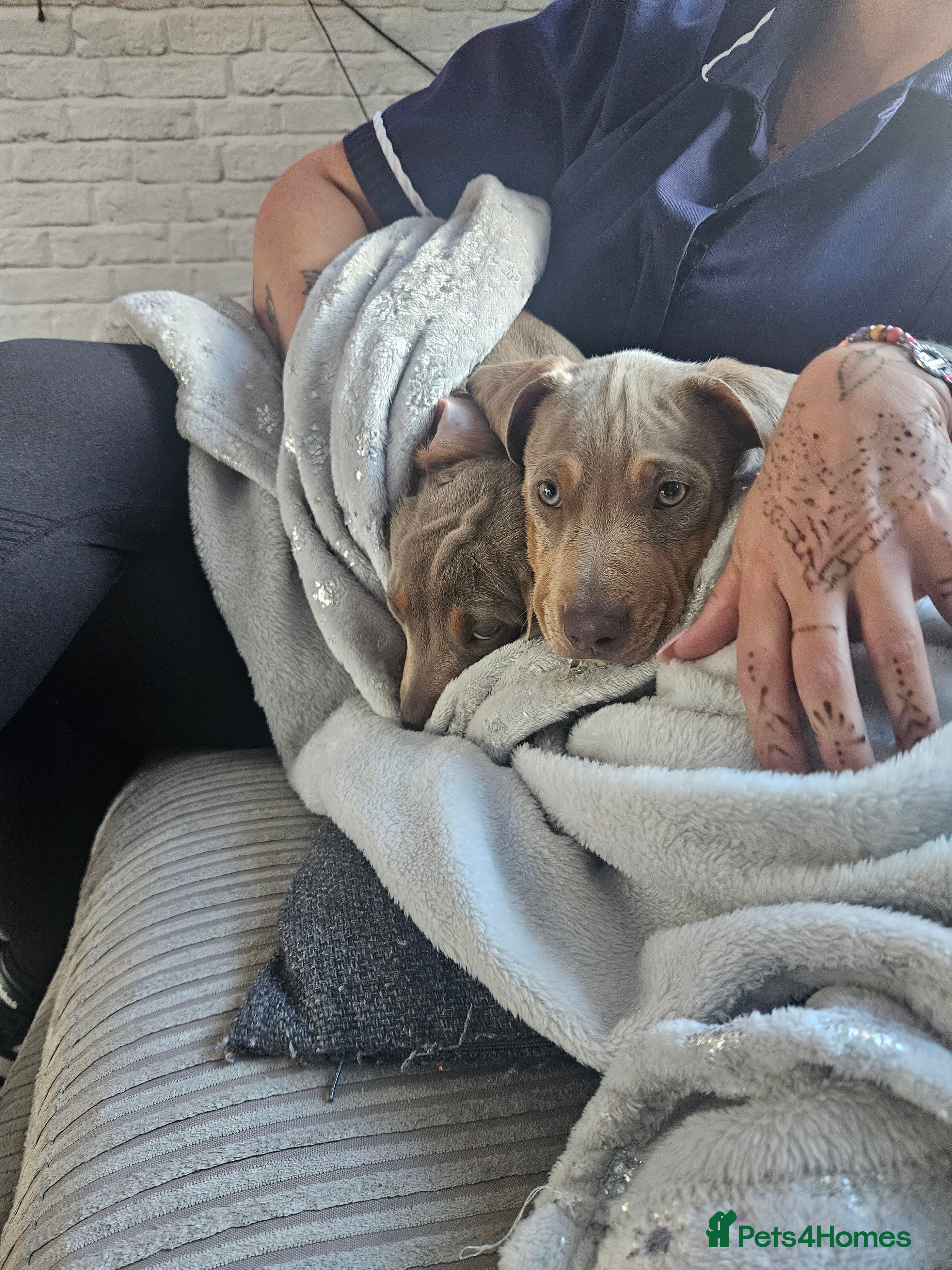 Mixed Breed dogs Sausage bully - Advert 1