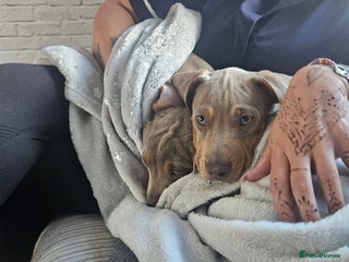 Mixed Breed dogs Sausage bully - Advert 1