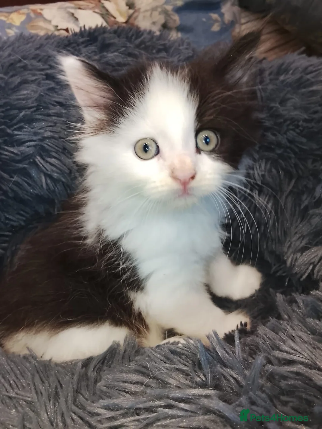 Maine Coon cats for sale: Beautiful Maine Coon babies looking for families - Advert 2
