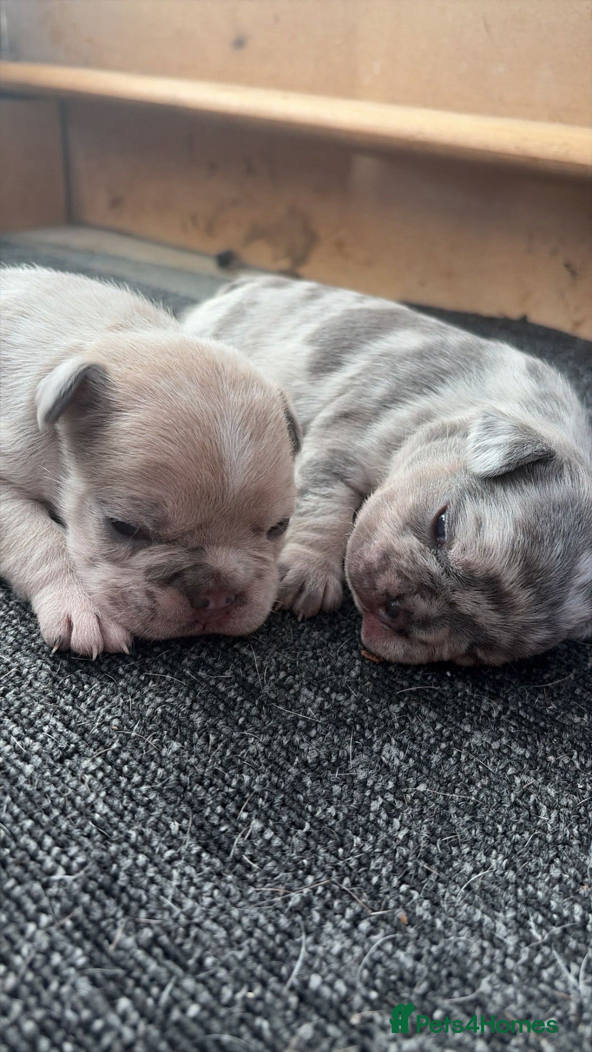 French Bulldog dogs 2 French bulldogs  - Advert 13