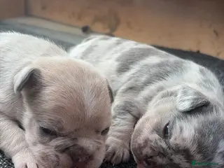 French Bulldog dogs 1. Boy and 1. Girl left. - Advert 13