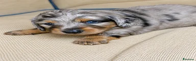 Miniature Dachshund SOLD