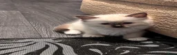 Ragdoll cats for sale: (Upd pics) GCCF registered kittens - Advert 16