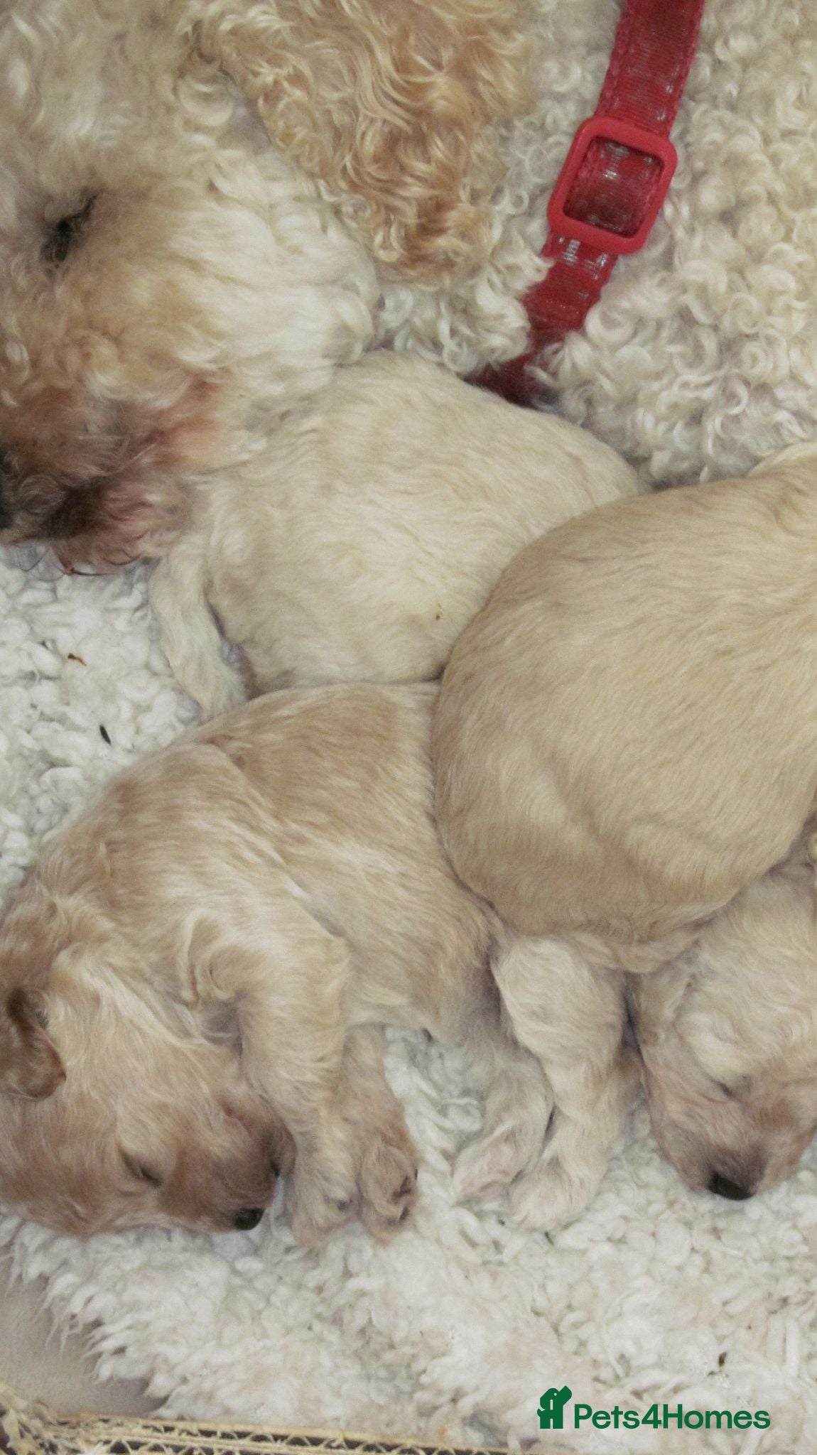 Poochon dogs 3 beautiful Poochon / Toy Poodle girls  - Advert 7