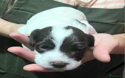 Sprocker dogs for sale: Sprocker Puppies - Image 4