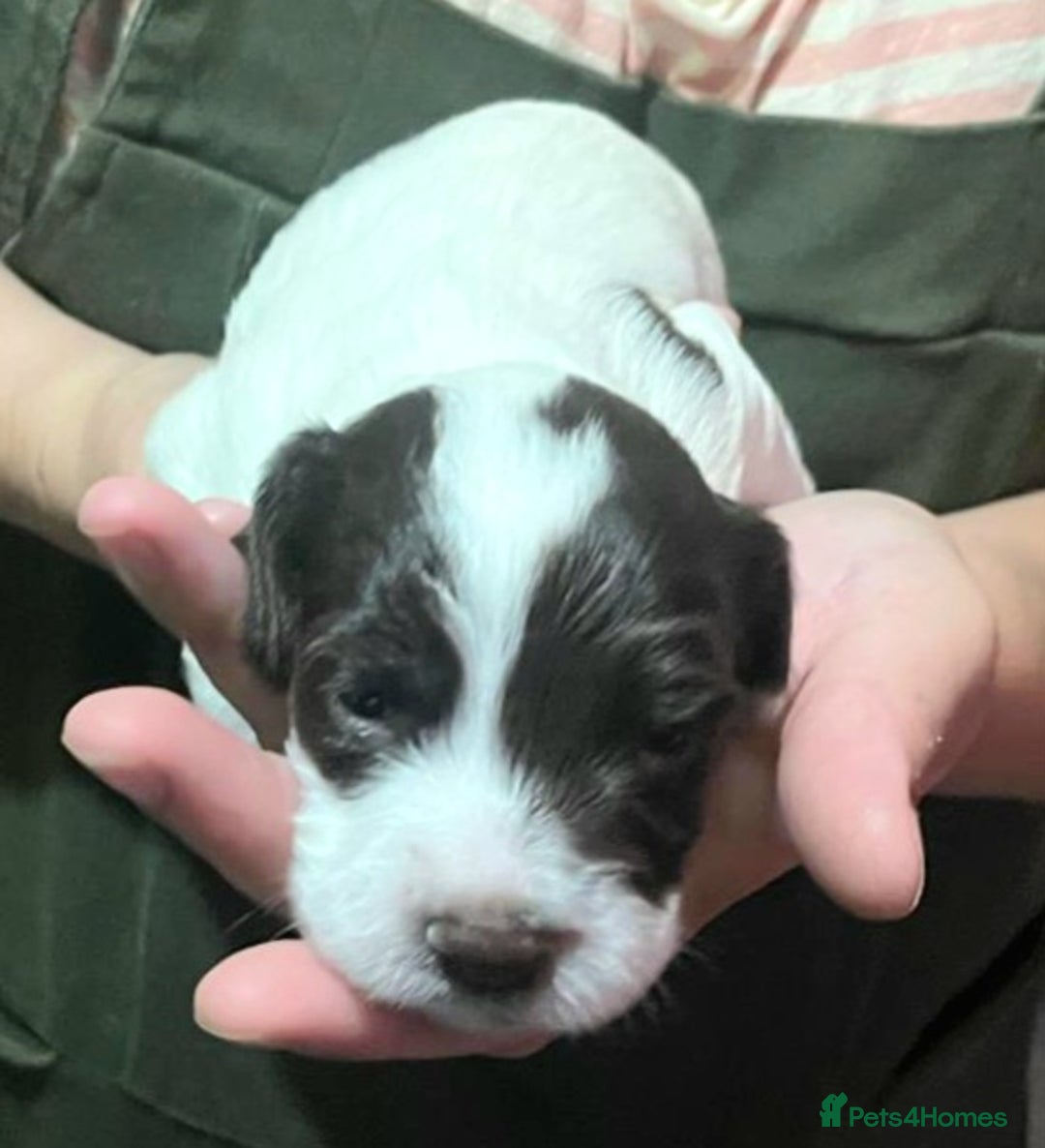 Sprocker dogs for sale: Sprocker Puppies - Image 4