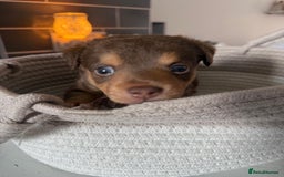 Jack Russell dogs for sale: Jack Russell Puppies 4 boys 1 girl available - Image 8