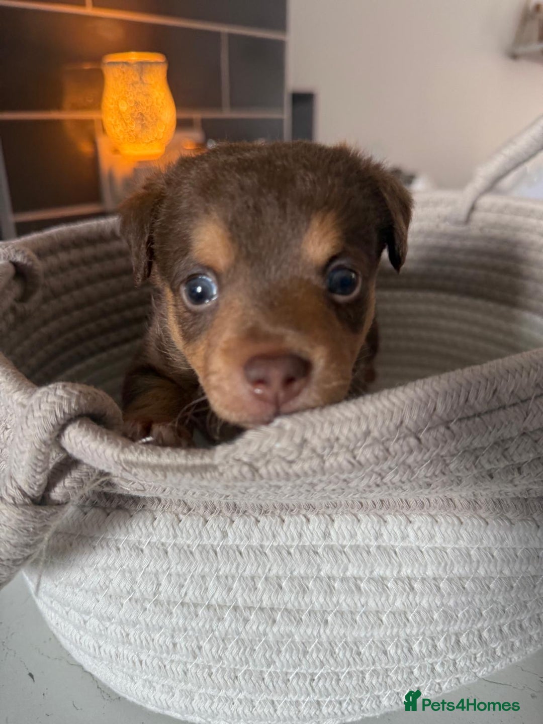 Jack Russell dogs for sale: Jack Russell Puppies 4 boys 1 girl available - Image 8