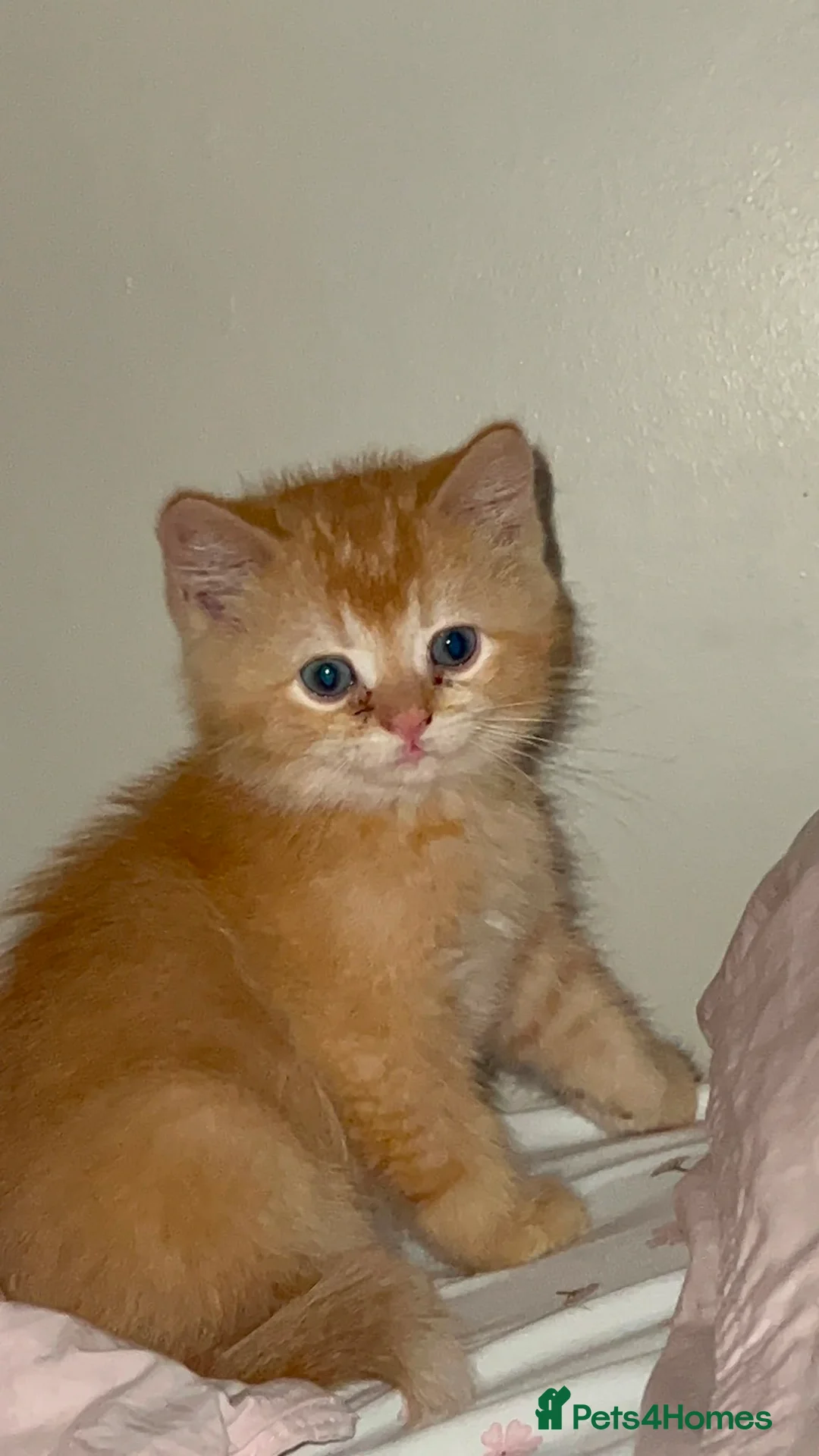 British Shorthair cats for sale: Gorgeous pure male BSH ginger kitten - Advert 2