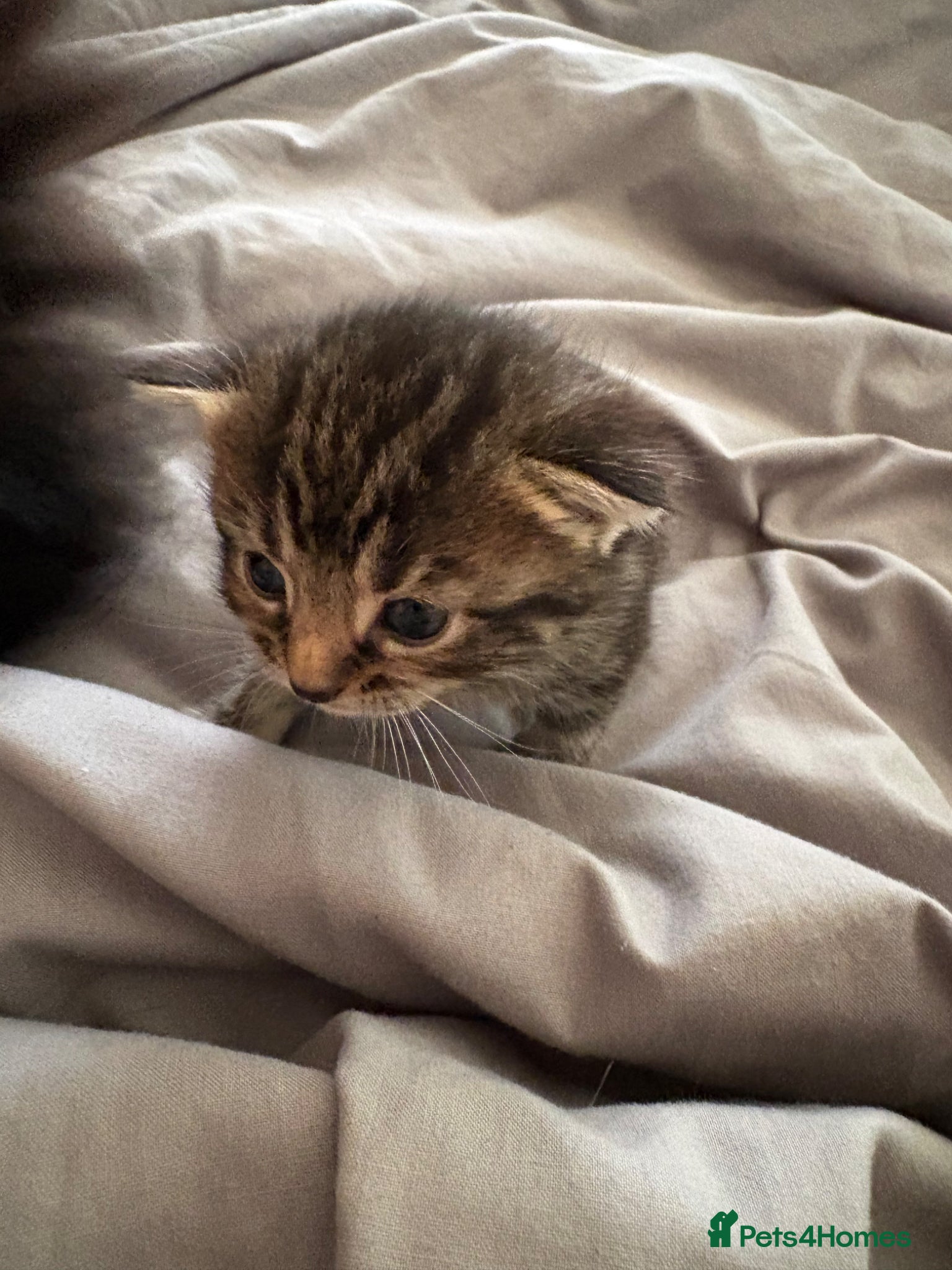 Mixed Breed cats for sale: 2 beautiful female kittens - Advert 2
