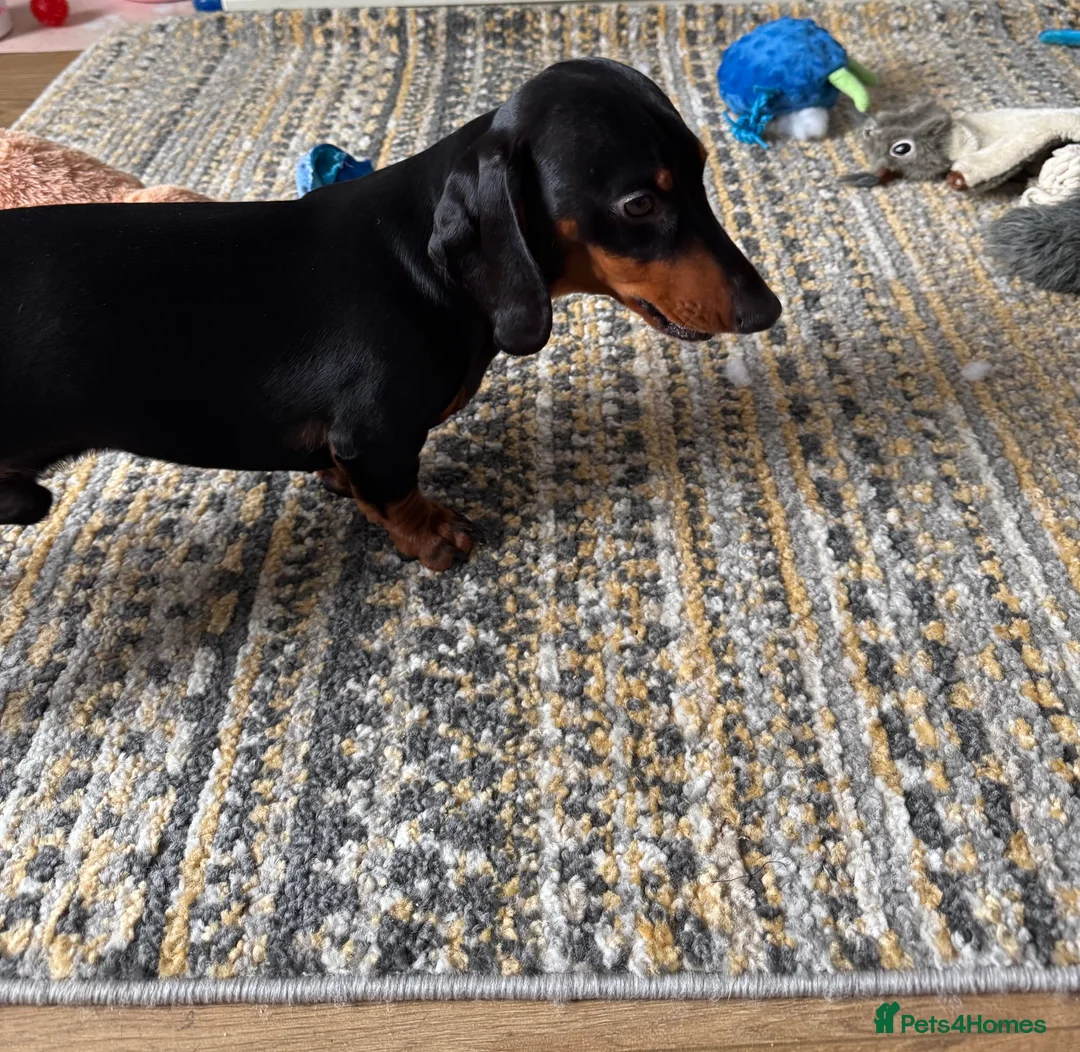 Miniature Dachshund dogs for stud: dafydd - Advert 4