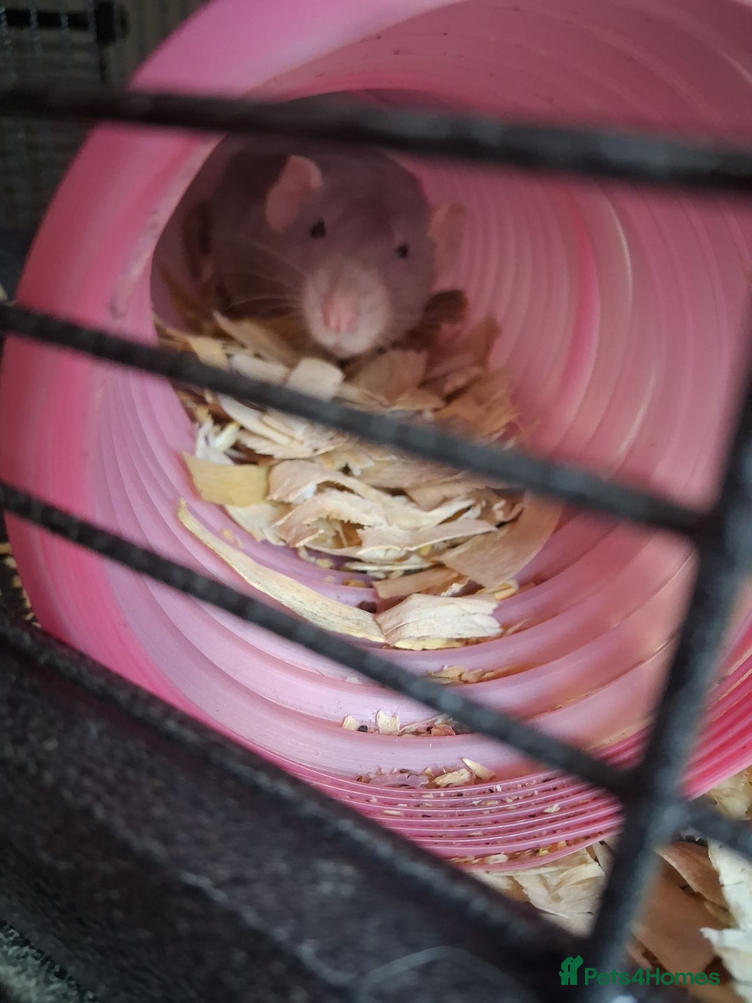 Rat rodents for sale: 3 x female rats 5 months  - Advert 2