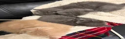 Mixed Breed cats for sale: Gorgeous mixed breed kittens  - Advert 6