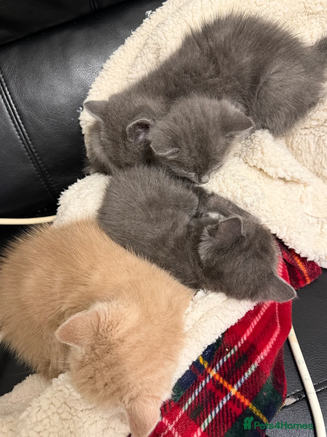 Mixed Breed cats for sale: Gorgeous mixed breed kittens  - Advert 6