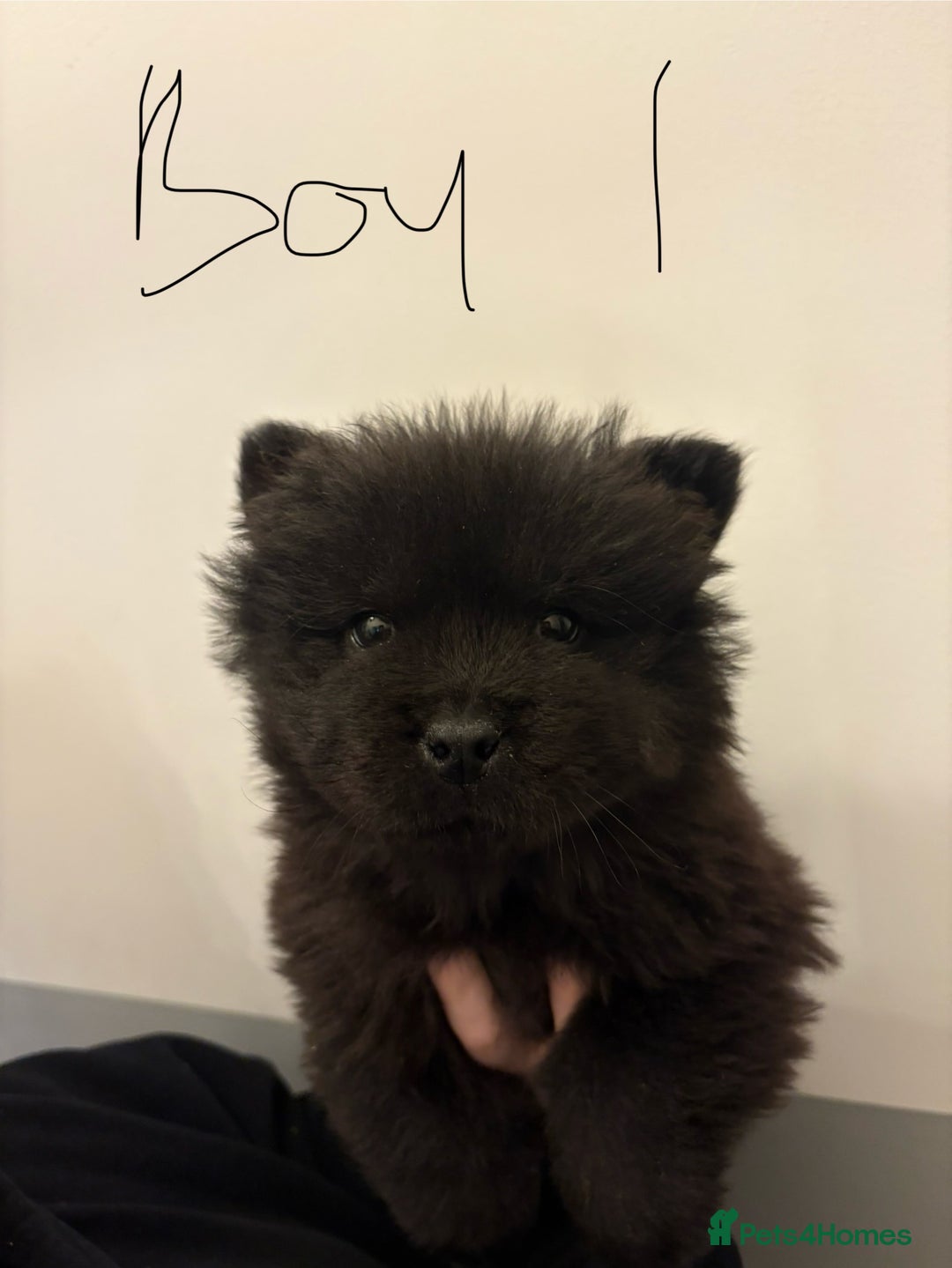 Chow Chow dogs for sale:  🐾 Exclusive Chow Chow Puppies  - Advert 8