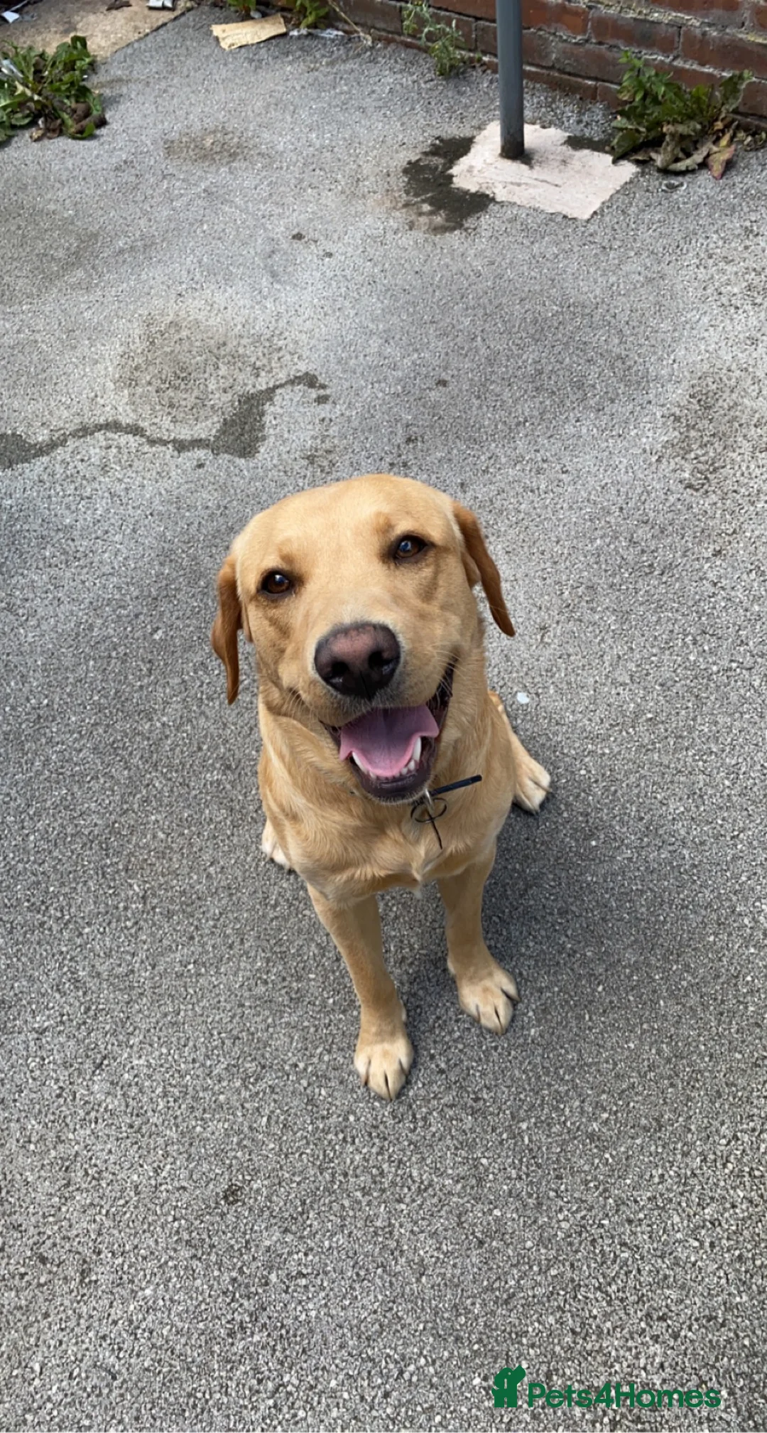 Labrador Retriever dogs for stud: Proven Health tested Lab Stud  in Chesterfield - Advert 8