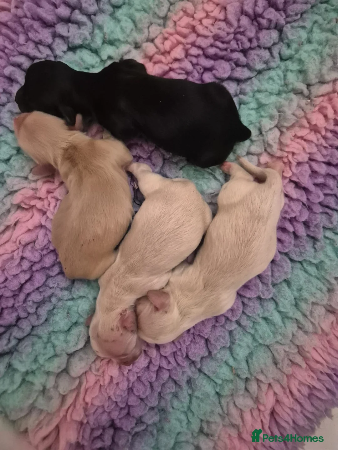 Miniature Dachshund dogs for sale: Cream Miniature long-haired  - Advert 25