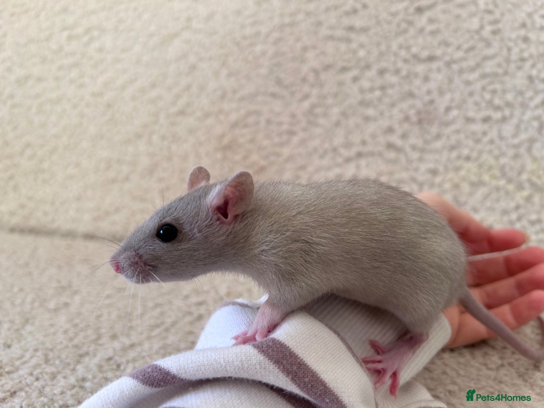Rat rodents for sale: Singular Male rat - Advert 1