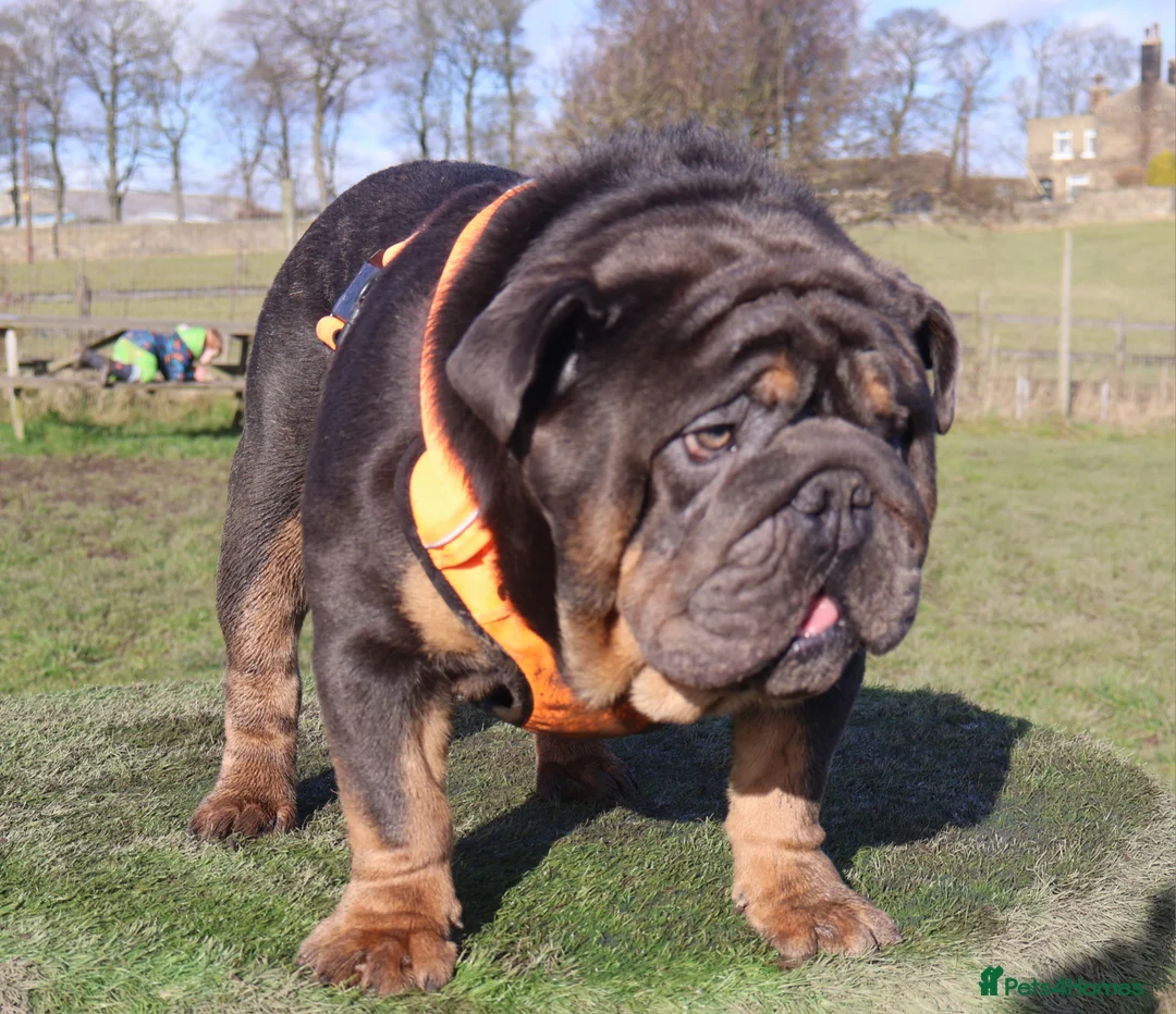 English Bulldog dogs for stud: KC Blue & Tan Bulldog for Stud - Advert 1