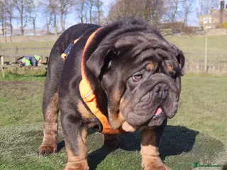 English Bulldog dogs KC Blue & Tan Bulldog for Stud - Advert 1