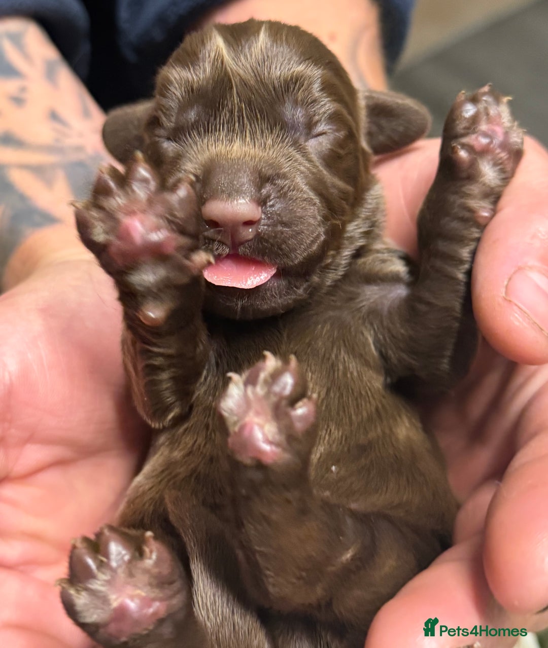 Cocker Spaniel dogs for sale: Merle cocker spaniels  - Image 20