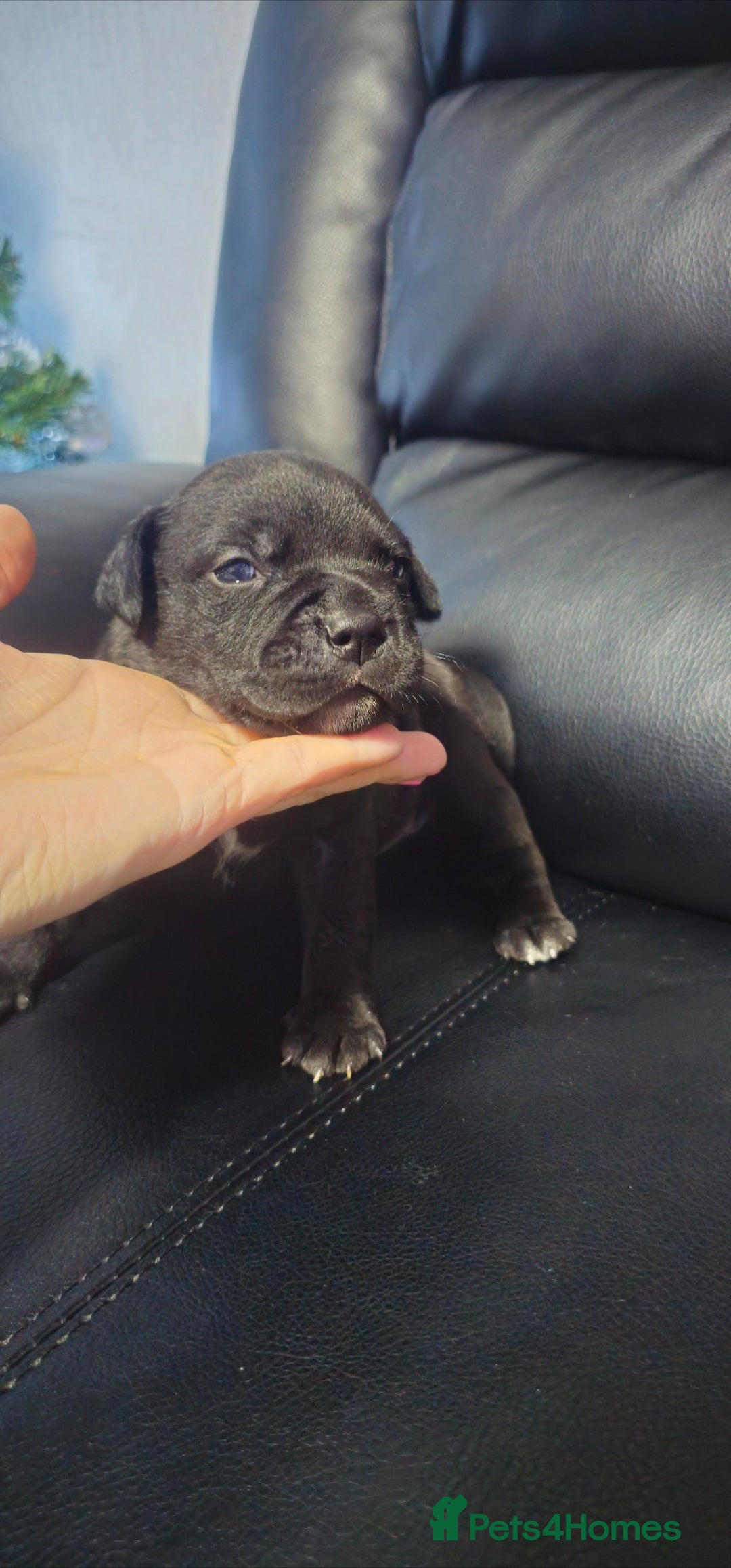 Staffordshire Bull Terrier dogs for sale: Staffordshire bull terrier  - Advert 11