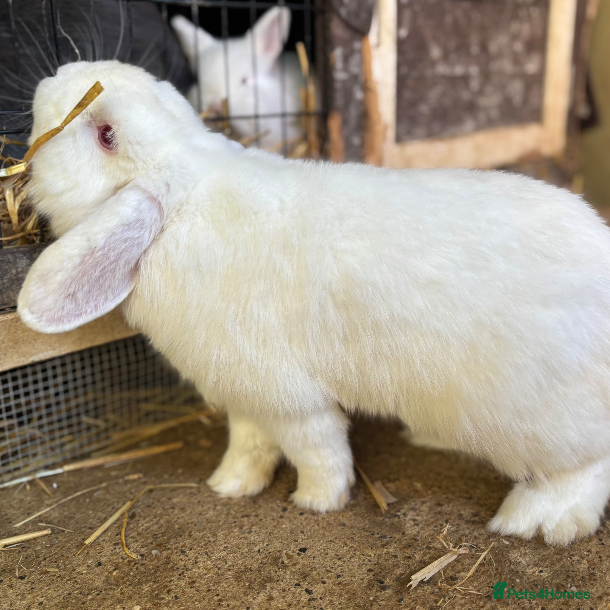 Mini Lop rabbits Mini lop male  - Advert 8