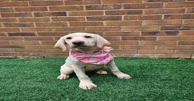 Labrador Retriever dogs - Advert 1