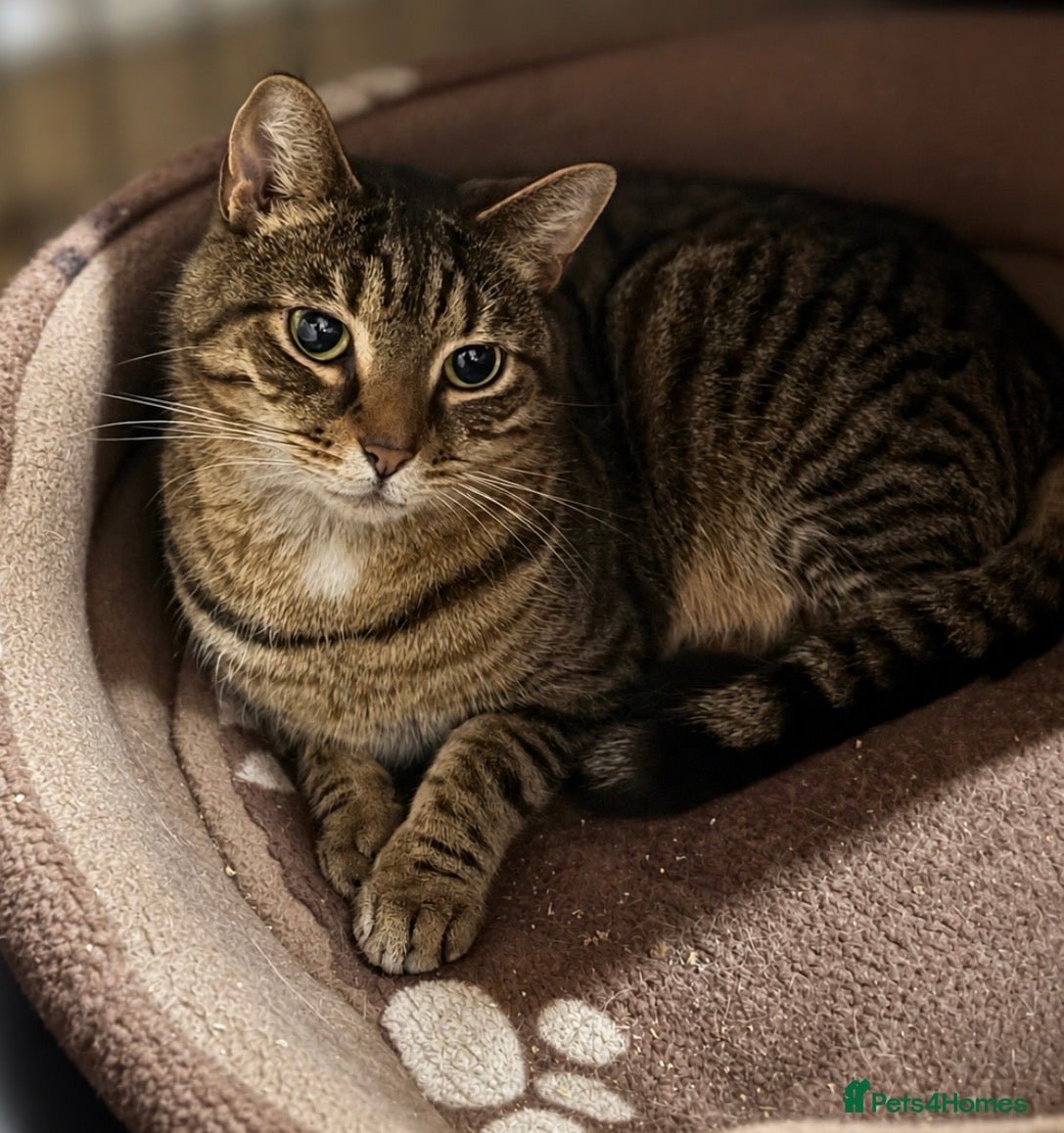 Mixed Breed cats Bonded Brothers - 6 yrs - Loving, Playful, cheeky - Advert 2