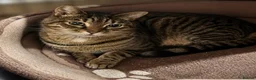 Mixed Breed cats for adoption: Bonded Brothers - 6 yrs - Loving, Playful, cheeky - Advert 2