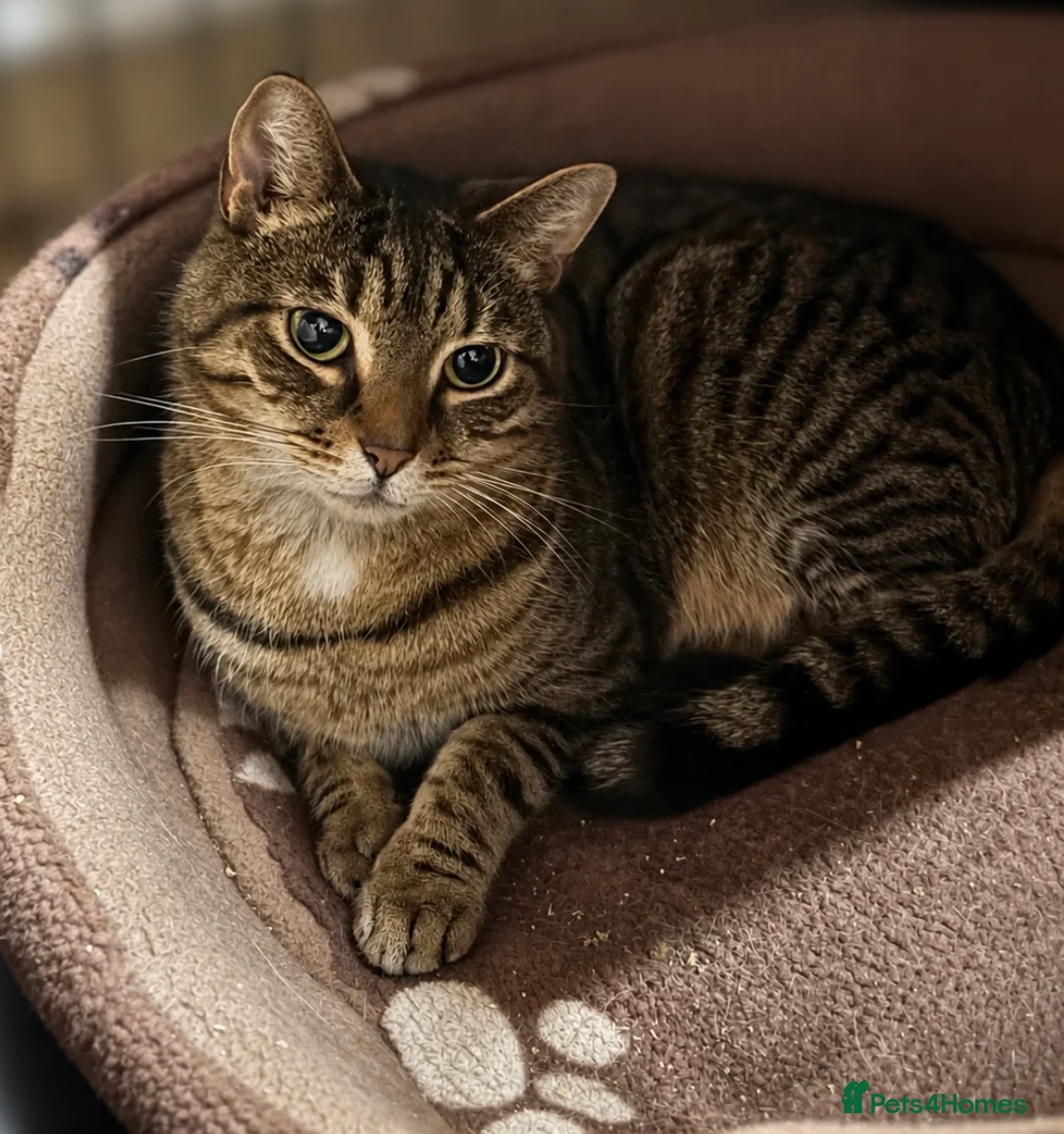Mixed Breed cats for adoption: Bonded Brothers - 6 yrs - Loving, Playful, cheeky - Advert 2