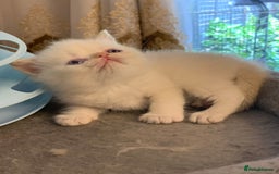 Persian cats for sale: Exotic persians  - Image 20