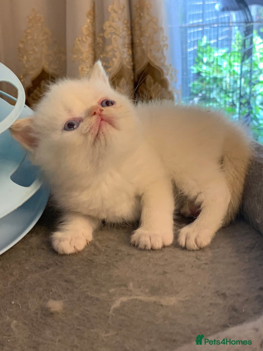 Persian cats for sale: Exotic persians  - Image 20