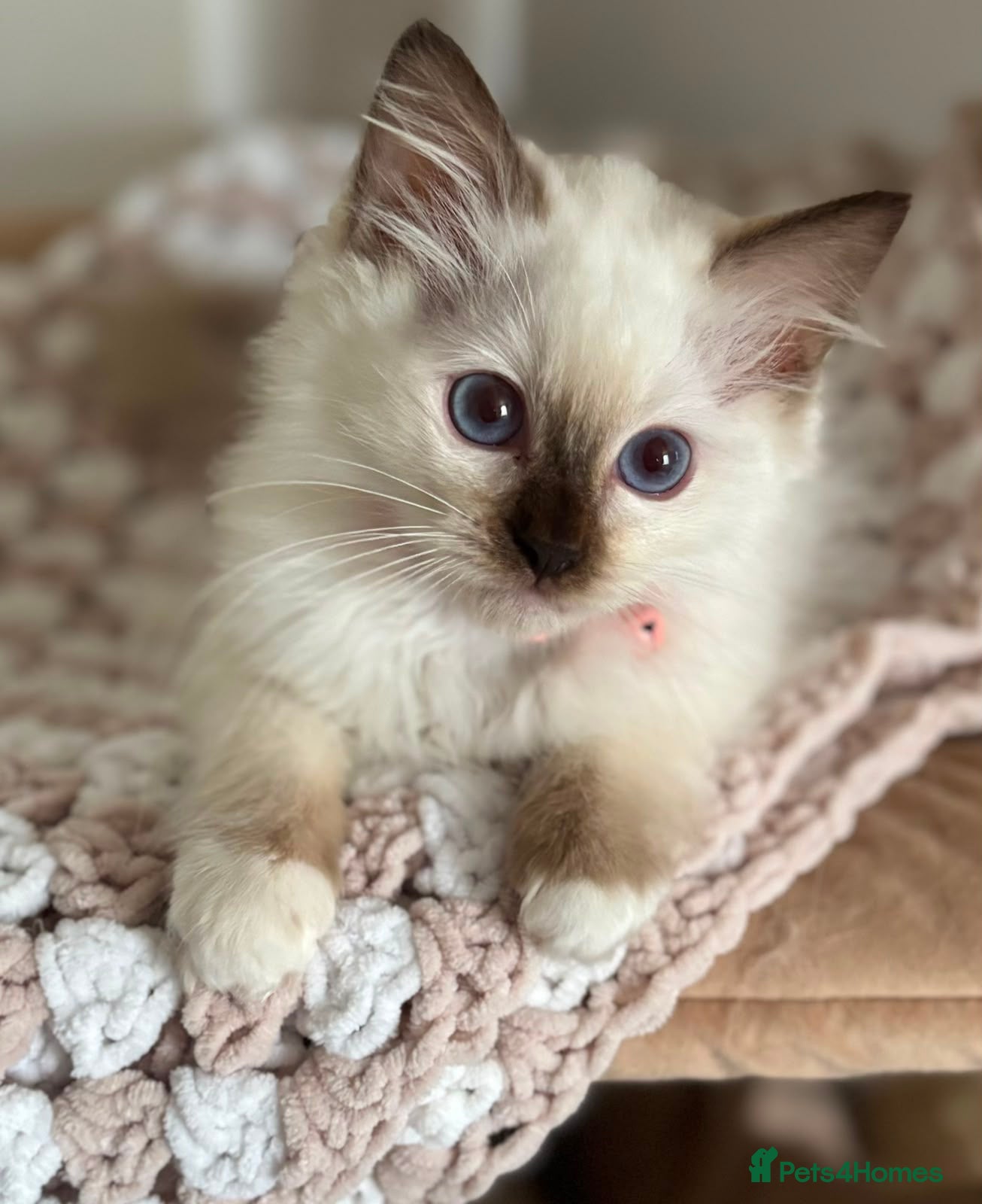 Ragdoll cats Ragdoll kitten  - Advert 12