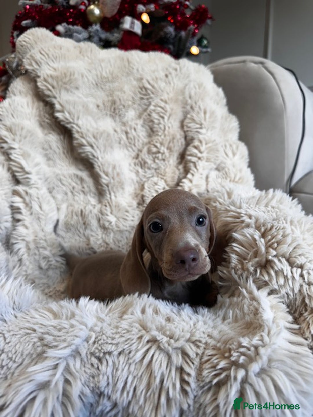 Miniature Dachshund dogs for sale: Stunning ISABELLA miniature dachshunds  - Advert 8