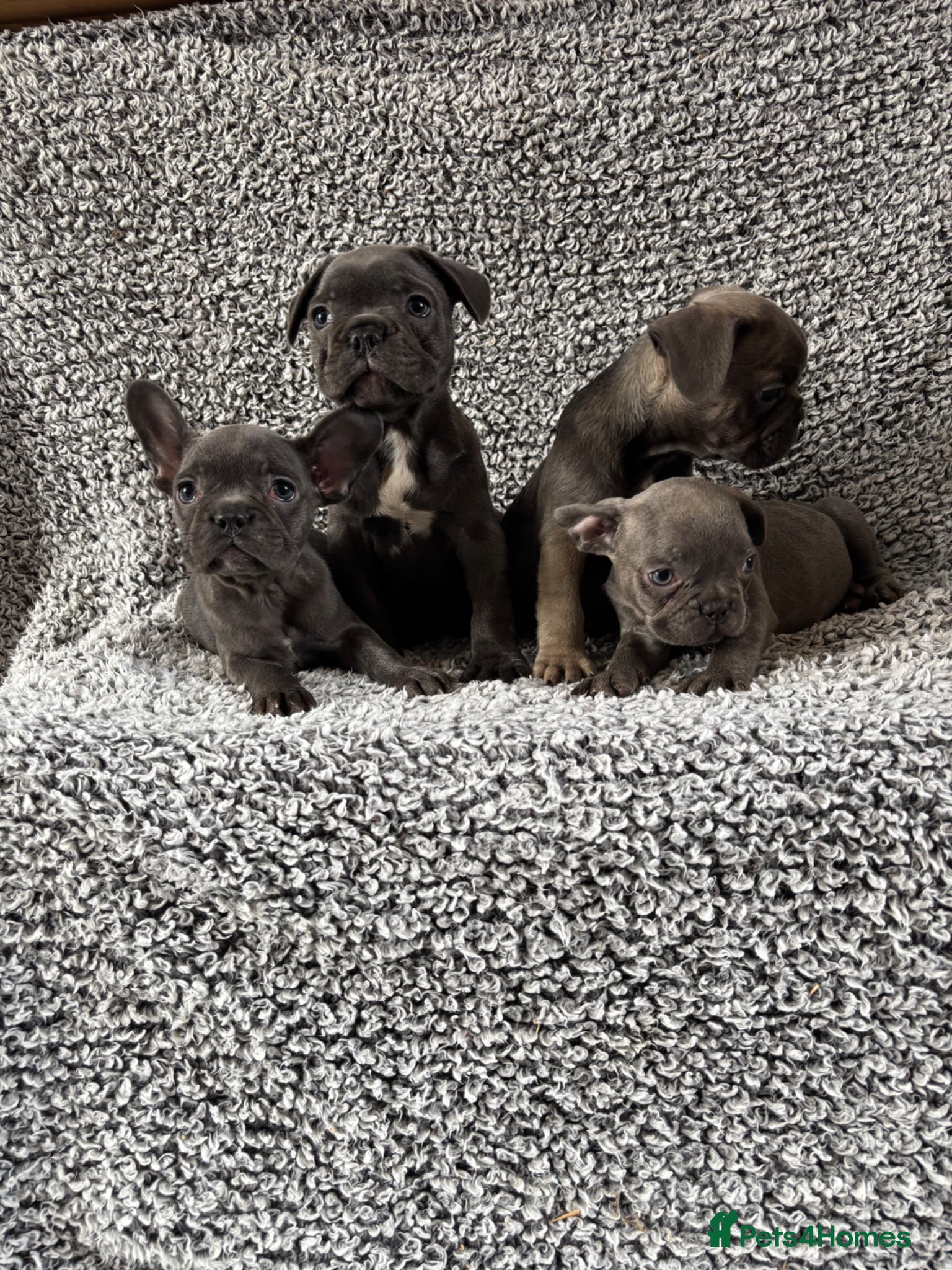 French Bulldog dogs French bulldog puppies  - Advert 18