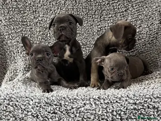 French Bulldog dogs French bulldog puppies - Advert 18
