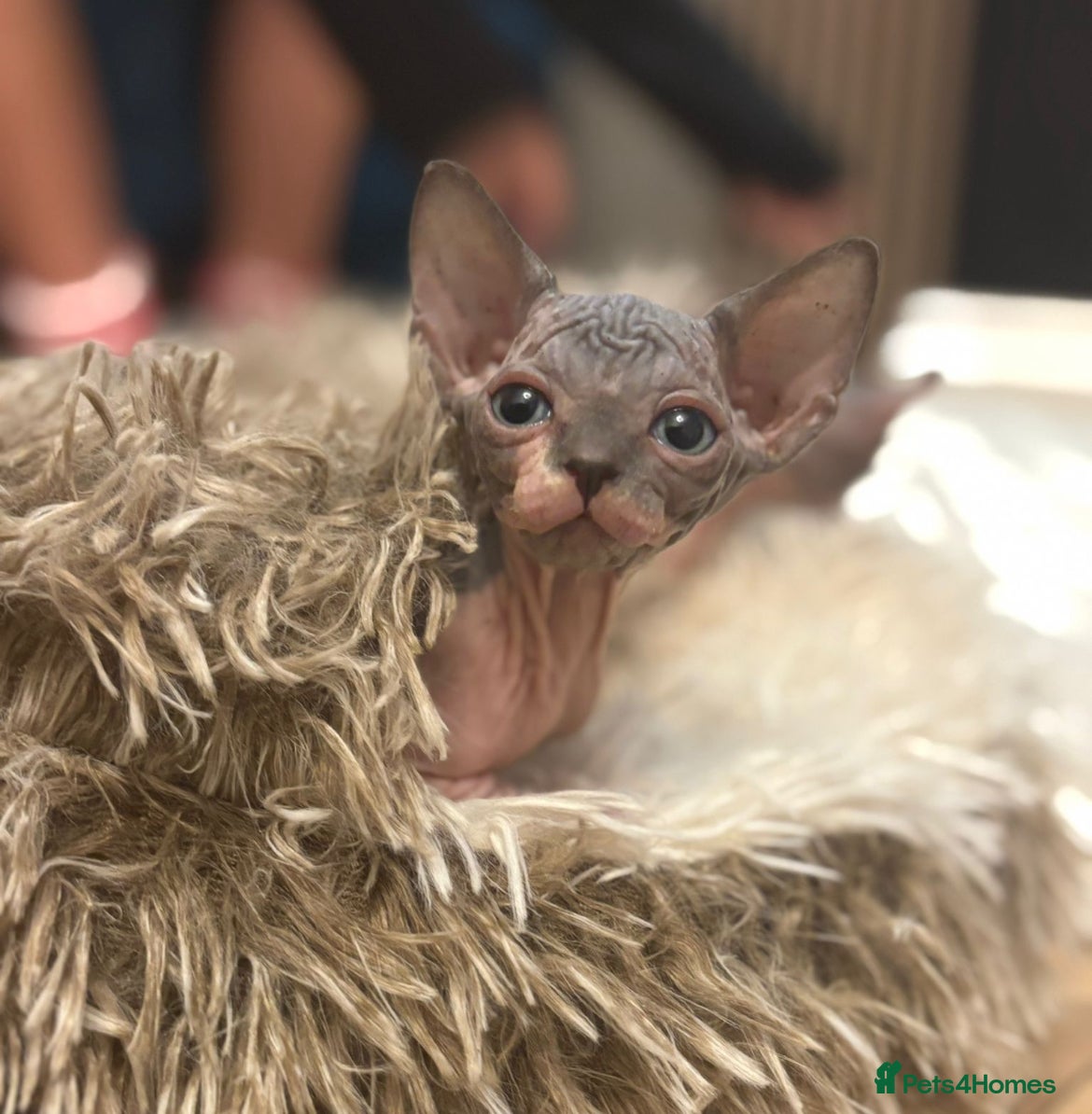 Sphynx cats Last stunning boy available  - Advert 7