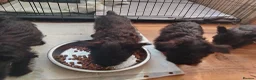 Scottish Terrier dogs for sale: Ready to go Scottish terrier puppies available - Advert 9