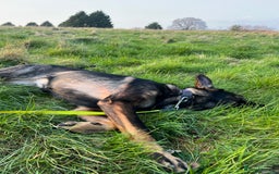 German Shepherd dogs for sale: Female German Shepherd - working line - Advert 22