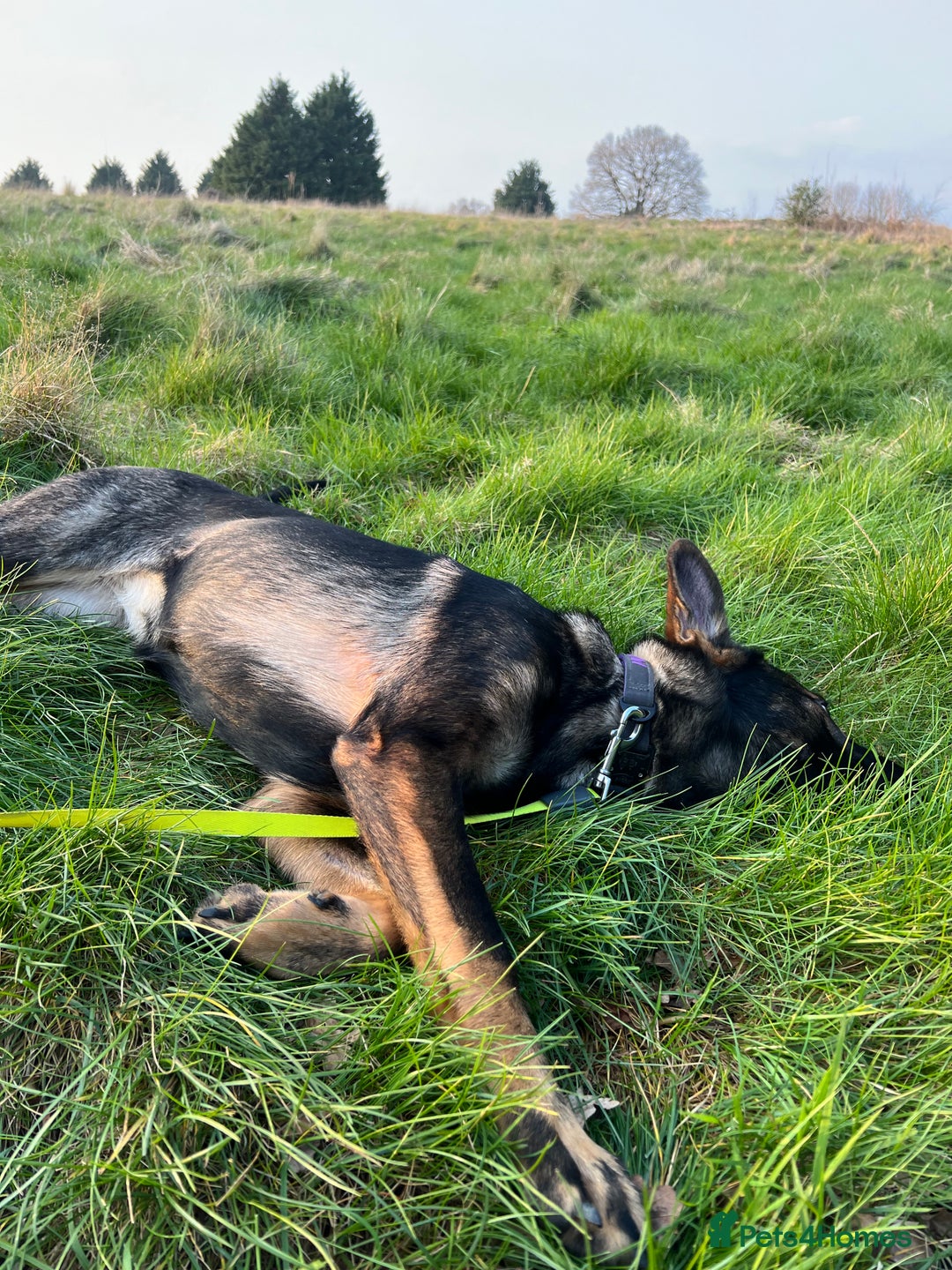 German Shepherd dogs for sale: Female German Shepherd - working line - Advert 22