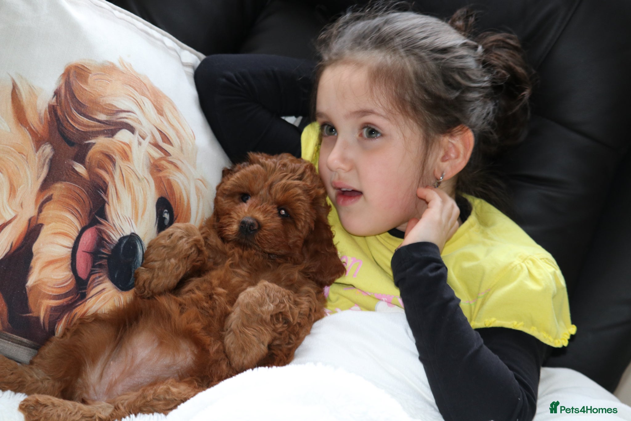 Cavapoo dogs 🐾🐶Deep Red Cavapoo Puppies🐾🐶 - Advert 2