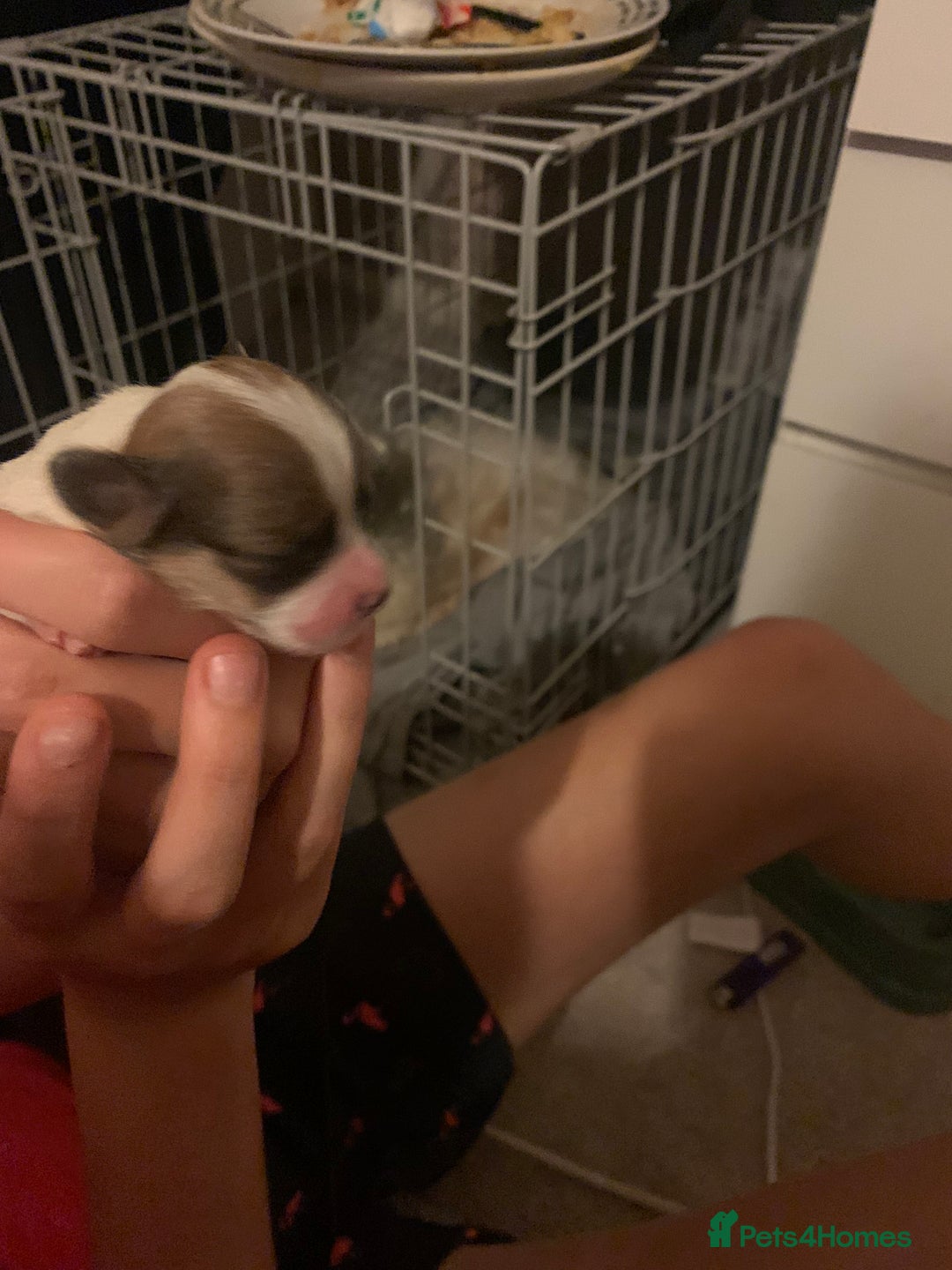 Lhasa Apso dogs for sale: 4 stunning Lhasa  boys  - Image 13