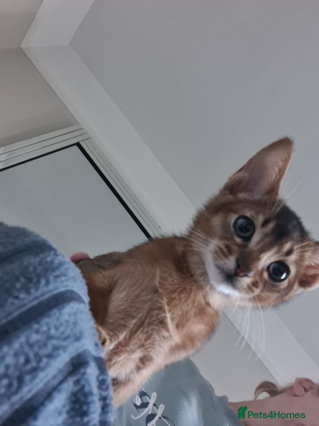 Abyssinian cats for sale: Last aby boy - Image 12
