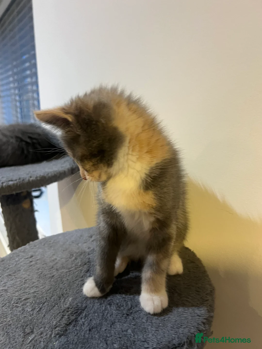 Mixed Breed cats for sale: kittens ready for a new home. - Advert 27