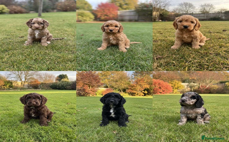 Cockapoo dogs - Advert 3