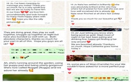 Bordoodle dogs for sale: Toy Bordoodles ❤️ - 1 girl available - Image 14